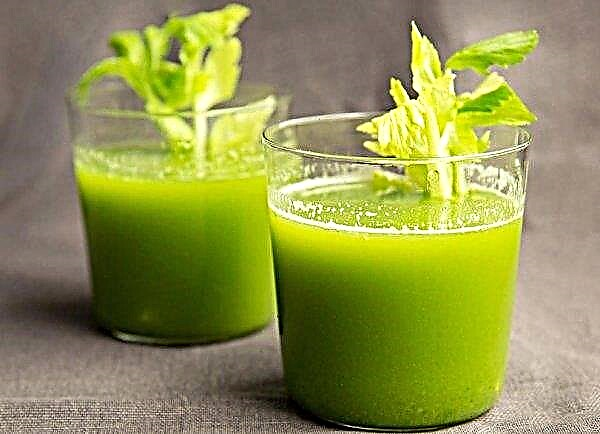 Celery: beneficial properties and features of use, contraindications for the body