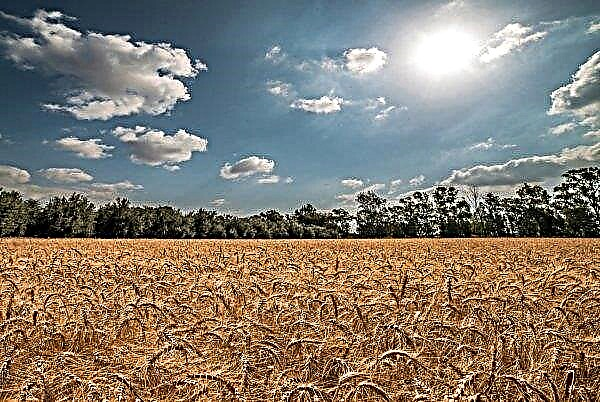 Trigo nos campos ucranianos sofreu devido a proteção inadequada das plantas
