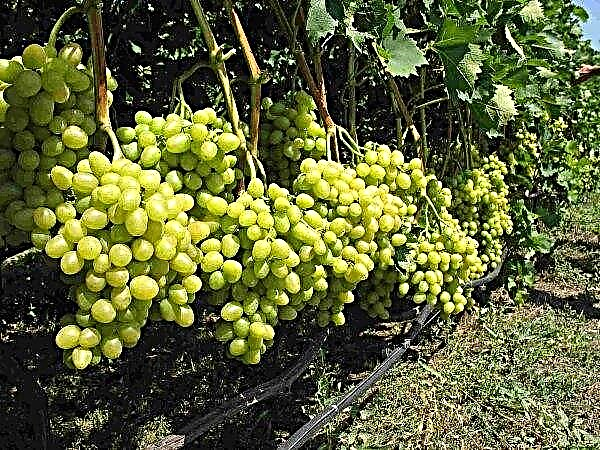 Unieke wijnbouw gaat organische organische unie binnen