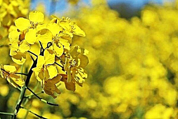 Khmelnitsky farmers plan to collect 200 thousand tons of rapeseed