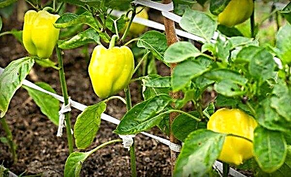 Pepper Belozerka: characteristics and description of the variety, photo, yield, cultivation