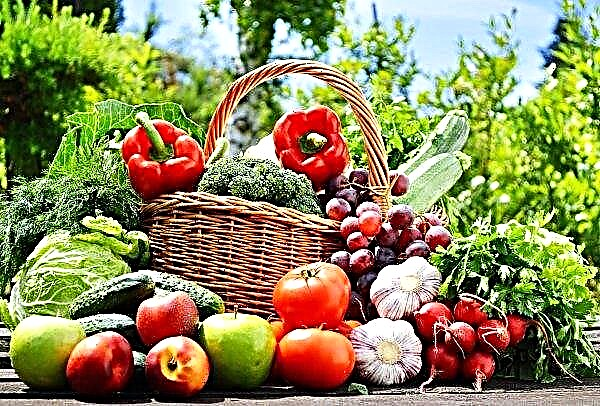 Soon Tver consumers will be able to buy ultra-fresh vegetables at the supermarket