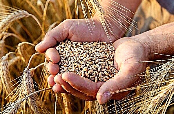 Dobra pogoda pomoże Rosji włamać się do liderów zbóż