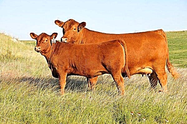 Livestock Export Increases in Ireland