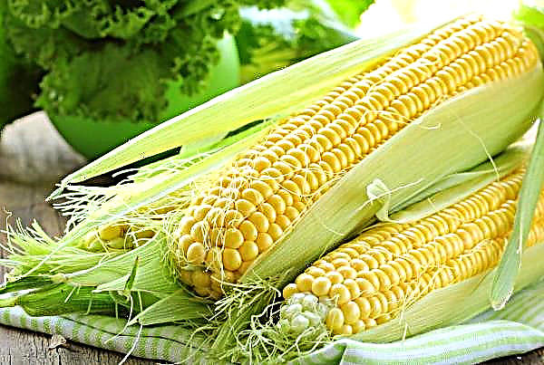 As empresas agrícolas de Kirovograd sofreram a invasão do bug do milho ocidental