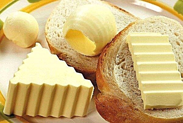 러시아는 버터 자급 자족에 오지 않을 것이다