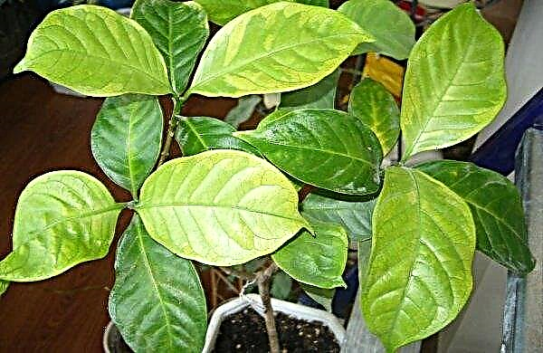 Jasmine Sambac Grand Duke: soin de la plante à la maison et de sa multiplication, conseils de culture, avantages et inconvénients de la variété, photo