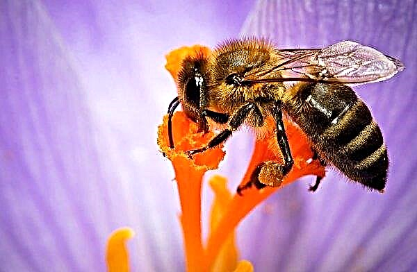 في مربي النحل من منطقة نيكولاييف فقد جميع النحل تقريبًا
