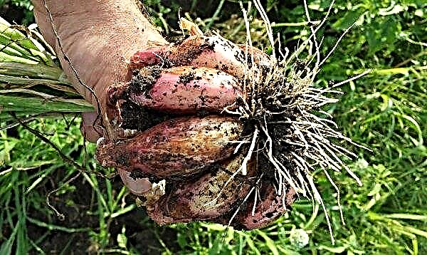 Čebula Shrike: datumi sajenja, lastnosti gojenja in nege na odprtem tleh, fotografija