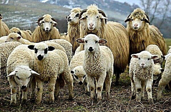 Über 14.000 Schafe ertranken in einem rumänischen Hafen