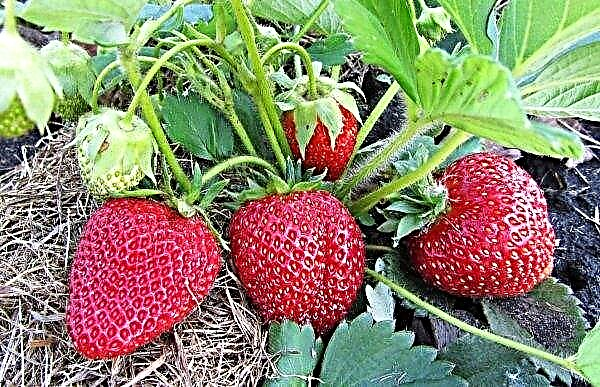 Russia implements Japanese strawberry greenhouse project