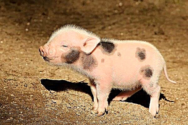 Африканска чума по свинете, открита в Камбоджа