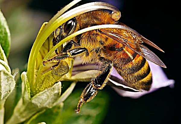 Lebah Rusia melakukan perjalanan dengan seluruh keluarga mereka dalam paket pos