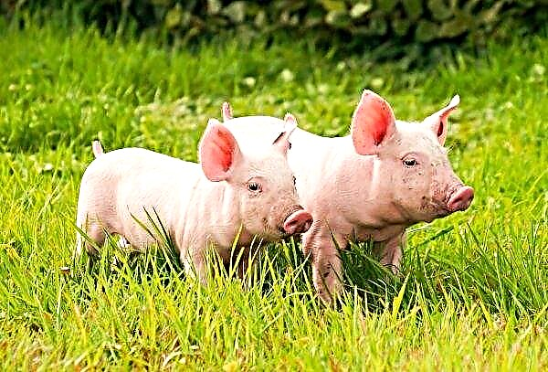 Belgai kinų kiaulių augintojus moko, kaip užkirsti kelią AKM