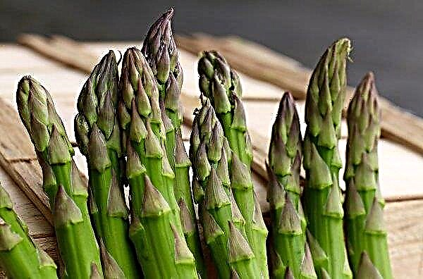 Ladang dari wilayah Kherson akan meningkatkan kawasan penanaman asparagus 10 kali ganda