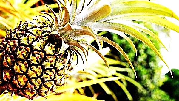 Vene ökomodid muutuvad ananassilehtede tossudeks