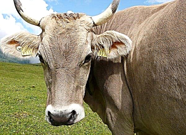 200 європейських корів добиралися в сахалінське село на літаках і автомобілях