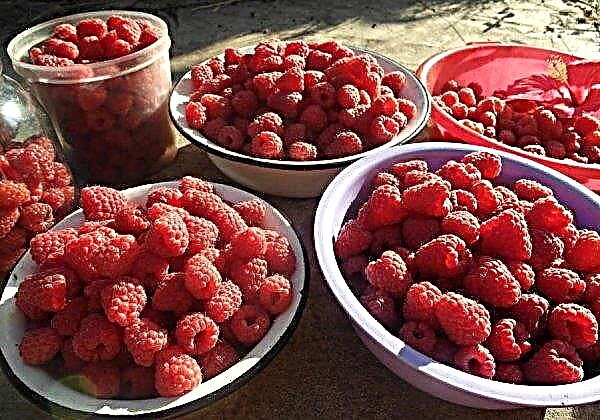 Raspberry Phenomenon: description and characteristics of the variety, cultivation and care, photos, reviews