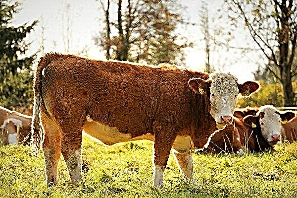 في مزرعة أودمورت الجديدة ، ستتم إزالة السماد الطبيعي وحليب الأبقار