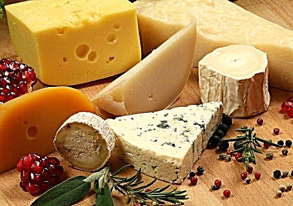 600 workers near Moscow will be able to earn on cheese