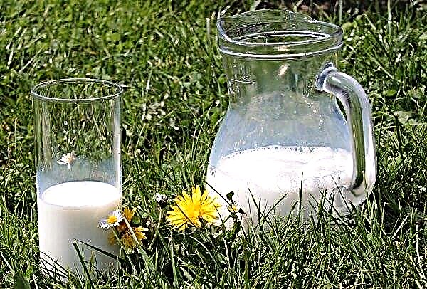 Cea mai mare producție de lapte „crește” în Nizhny Novgorod
