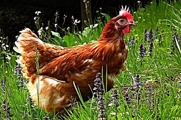 Las granjas avícolas del Reino Unido usan toneladas de antibióticos