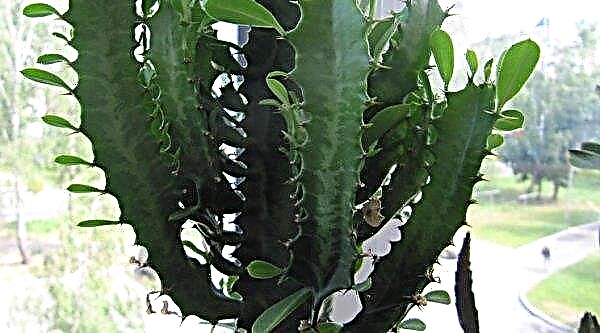 Bilik segi tiga Euphorbia: penjagaan rumah, pembiakan semula, foto, pemangkasan, beracun atau tidak, memberi manfaat dan bahaya
