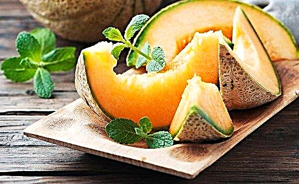 In Italy introduced a new variety of melon