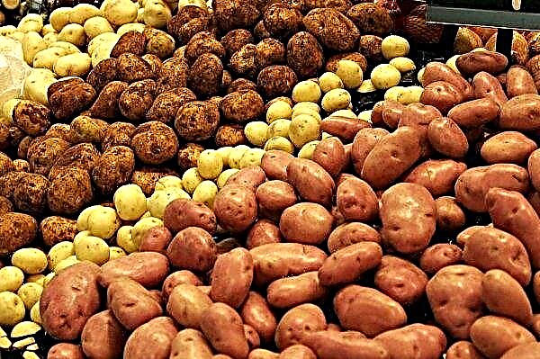 Ukrainian agrarians increase the area under potatoes