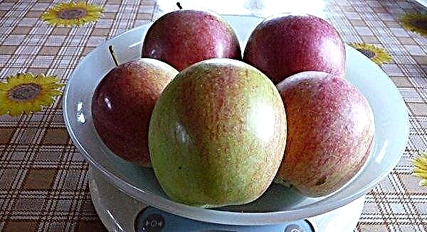 Õunapuu Arkadik: sordi kirjeldus ja omadused, eriti istutamine ja hooldus, fotod