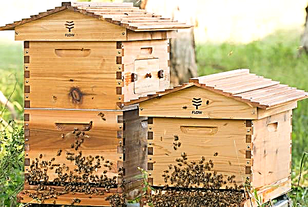 The first city apiary will be created in Poland