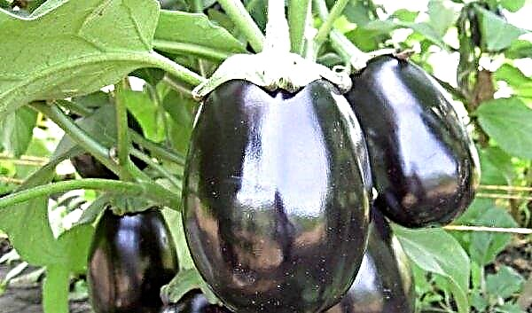Eggplant Black handsome: description of the variety, features of its cultivation, photo