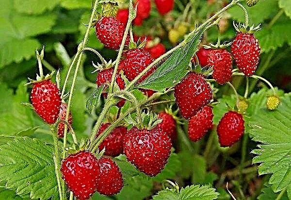 Six nouvelles variétés italiennes de jardin de fraises sont apparues en Ukraine