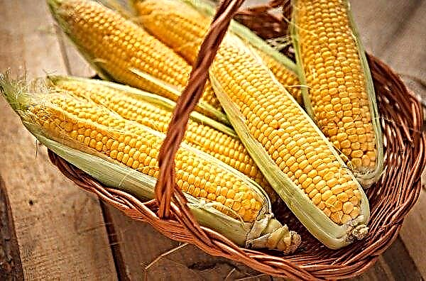 Lviv region: corn competes with sunflower