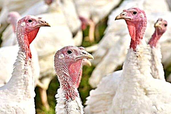 Overheid bestrijdt vogelgriep in South Carolina