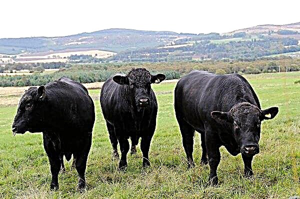 Aberdeen Angus bliver den mest populære kødras i England