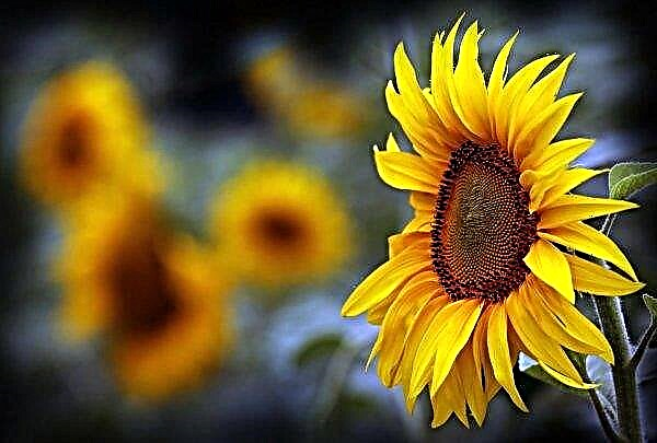 In der Ukraine nahmen die Sonnenblumenbestände zu