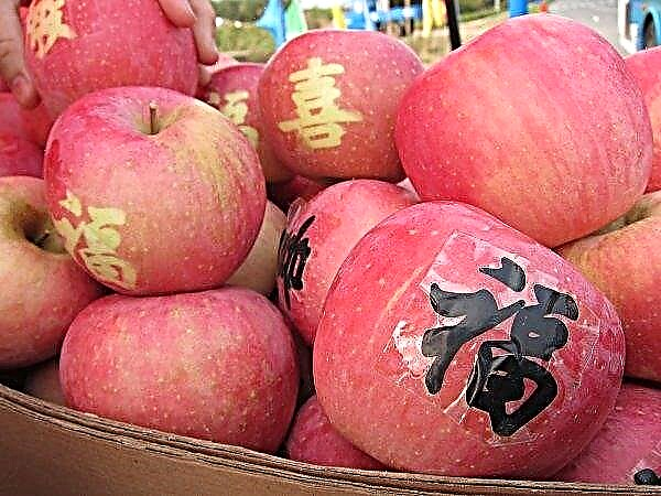 Situação paradoxal no setor de maçãs na China