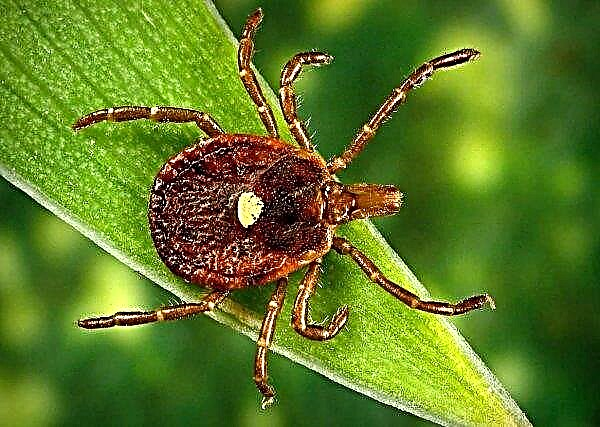 Ticks "fell in love" with employees of Russian agriculture