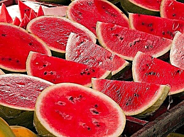 Ukrainian watermelons have become cheaper by half