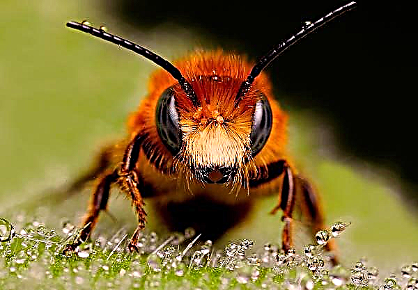 Brasilianske bier dør i hele familier på grund af pesticidforgiftning