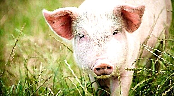 L'élevage porcin est l'industrie de l'élevage la plus chère d'Ukraine