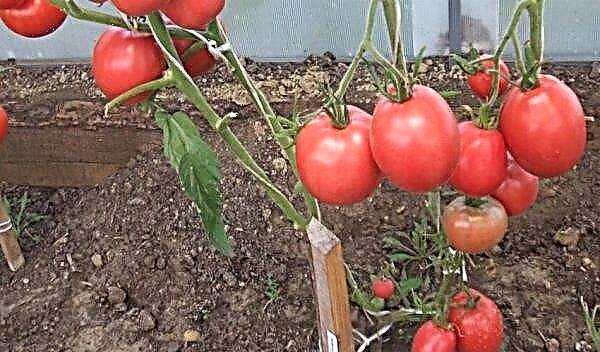 トマト「Minusinskie」：品種、写真、収量、栽培の特徴と説明