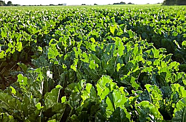 Sugar beets in the central regions of Ukraine affected by rot
