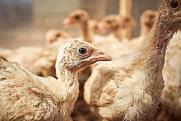 On the Rostov farm killed more than six thousand turkeys