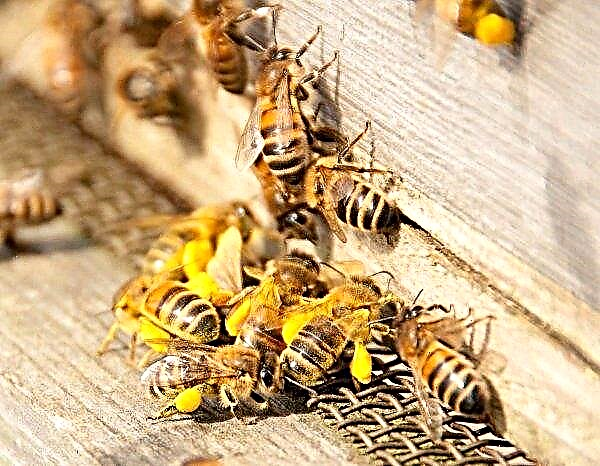 फिनिश वैक्सीन मधुमक्खियों को विलुप्त होने से बचाएगा