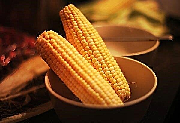 41.5 tons of contaminated corn from the USA are not allowed on the Ukrainian market