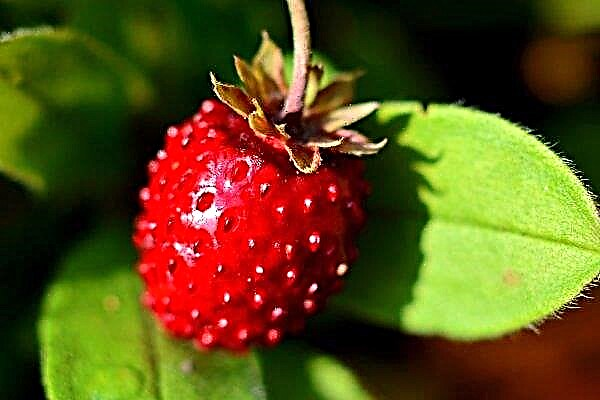 In der Region Sumy findet das Erdbeerfestival statt