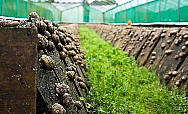 Los especialistas en informática de Rivne abrieron una granja de caracoles