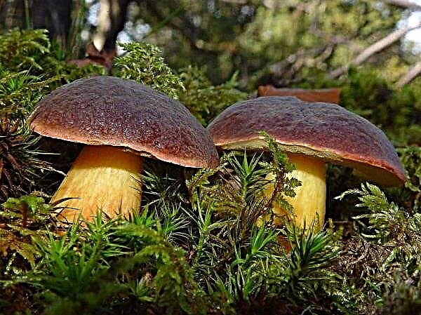 Cogumelos podem se tornar a comida do futuro